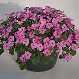 Бальзамин Лоллипоп Баблгам Пинк Бальзамин Лоллипоп Баблгам Пинк