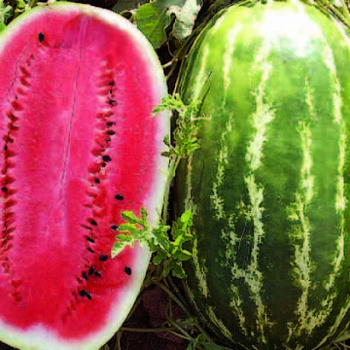 Арбуз Флорида F1