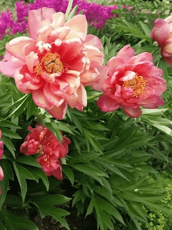 Пион ИТО Julia Rose