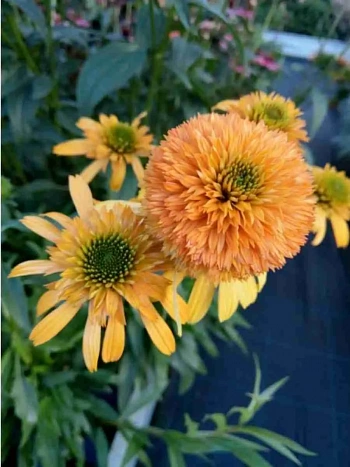 Эхинацея пурпурная Rhymes with Orange