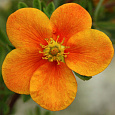 Лапчатка кустарниковая Hopley's Orange