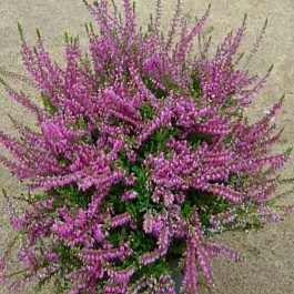 Вереск обыкновенный Carmen