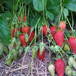 Земляника садовая Крапо