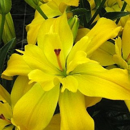 Лилия азиатская махровая Кенсингтон