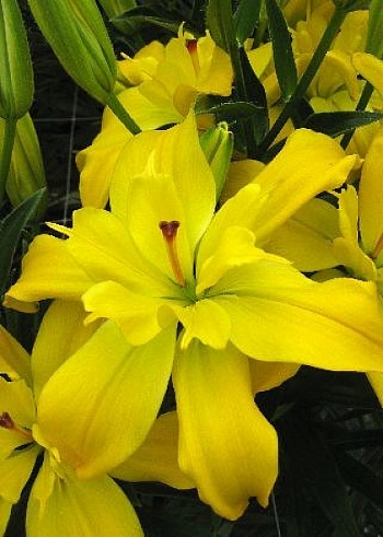 Лилия азиатская махровая Кенсингтон