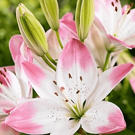 Лилия Sugar Love