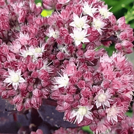 Очиток гибридный `Strawberry and Cream