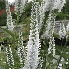 Вероника колосистая Melanie White