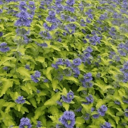 Кариоптерис кландоненсис Hint of Gold