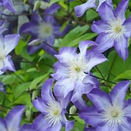 Клематис Jan Karski