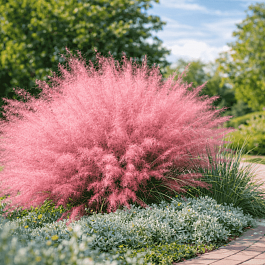 Мюленбергия волосовидная