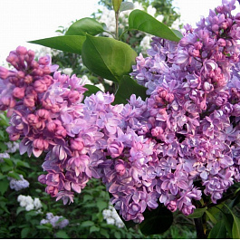 Сирень обыкновенная Русская песня