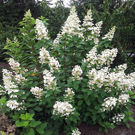 Гортензия метельчатая Греат Эскейп