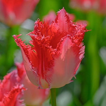 Тюльпан бахромчатый Свит Парадиз