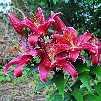 Лилия восточная Блэк Белт НАБОР 2ШТ (2+2)