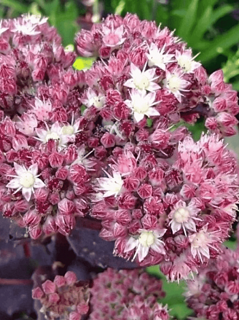 Очиток гибридный `Strawberry and Cream