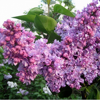 Сирень обыкновенная Русская песня