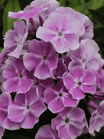 Флокс метельчатый Miss Kelly