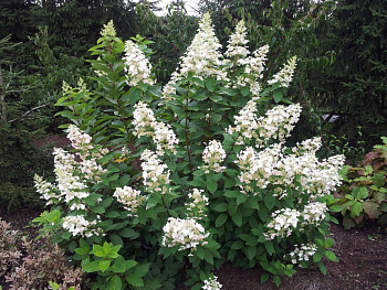 Гортензия метельчатая Греат Эскейп