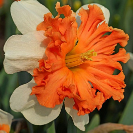 Нарцисс с расщеплённой коронкой Шрайк