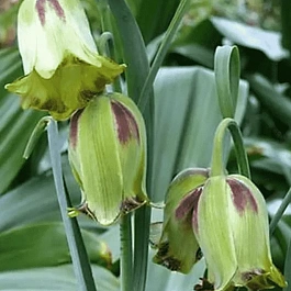 Рябчик императорский Acmopetala