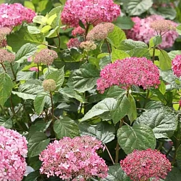 Гортензия древовидная  Pink Pincushion