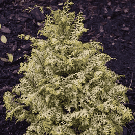 Кипарисовик тупой Lucas