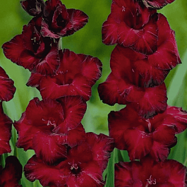 Гладиолус Black Jack