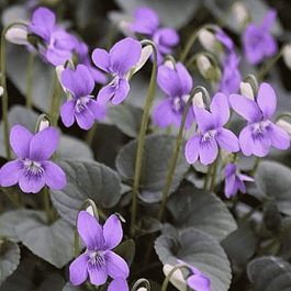 Виола лабрадорская