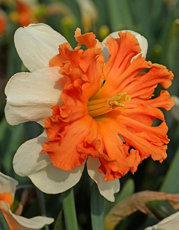 Нарцисс с расщеплённой коронкой Шрайк