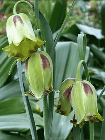 Рябчик императорский Acmopetala