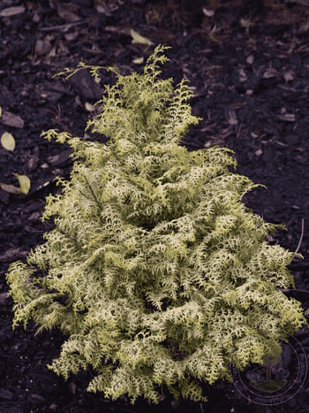 Кипарисовик тупой Lucas