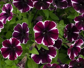 Петуния Sweetunia Miss Marvelous