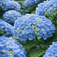Гортензия крупнолистная Blue Bodensei