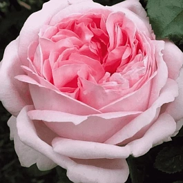 Роза чайно-гибридная  Myriam