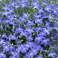 Лобелия плетистая Голубой фонтан Лобелия плетистая Голубой фонтан