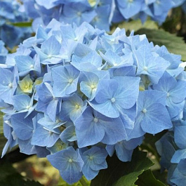 Гортензия крупнолистовая Бела