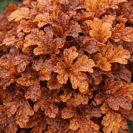 Гейхерелла Buttered Rum