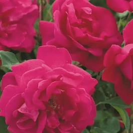 Роза Английская кустовая Tam o'Shanter