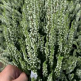 Вереск обыкновенный Vera