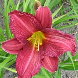 Лилейник гибридный Бурбон Кингз