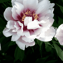 Пион ИТО Cora Louise