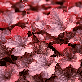 Гейхера  Mini Mouse