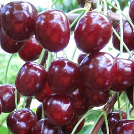 Черешня Оленька