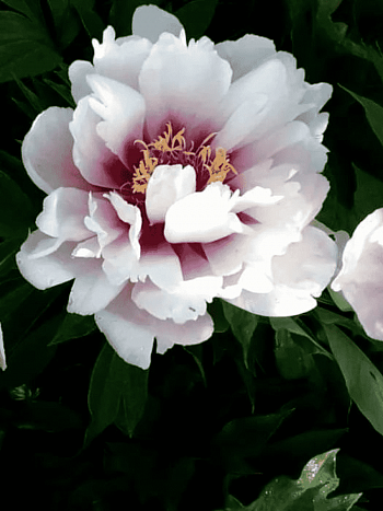 Пион ИТО Cora Louise