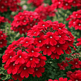Вербена Lindolena Red