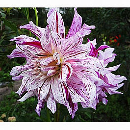 Георгина Декоративная Бристол Страйпт