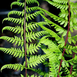 Кочедыжник женский Леди ин Ред Кочедыжник женский Леди ин Ред