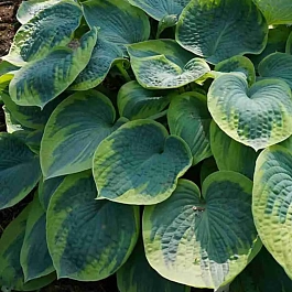 Хоста Tokudama Flavocircinalis