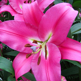 Лилия ОТ-гибрид Робина НАБОР 2ШТ (2+2) Лилия ОТ-гибрид Робина НАБОР 2ШТ (2+2)